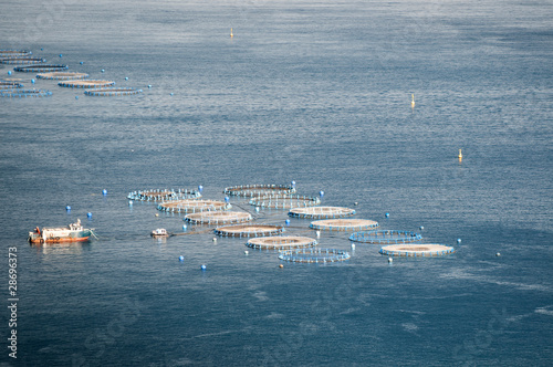 Fish plant near Santa Cruz de Tenerife, Canary Isalnds photo