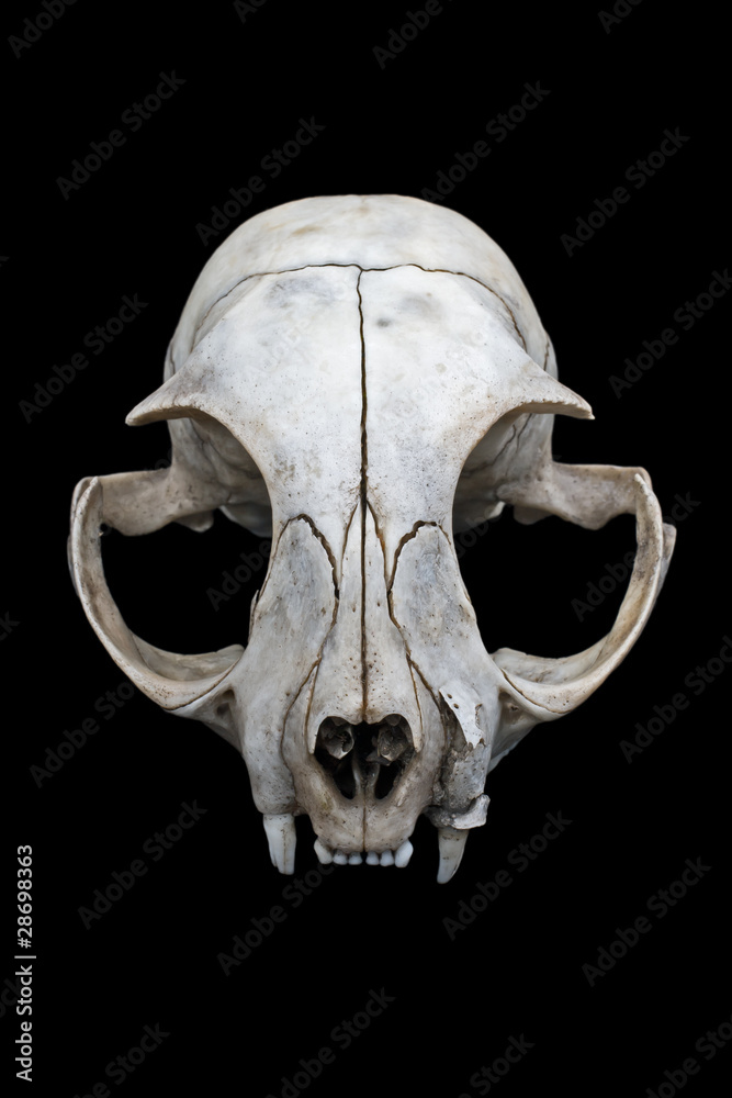 Obraz premium Cat skull