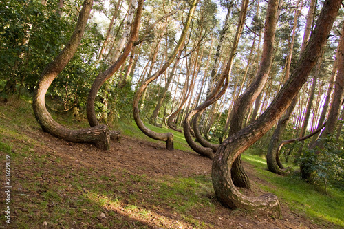 Curved forest reserve in Poland