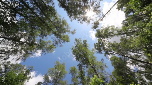 crones of trees and sun shines through gentle green foliage photo