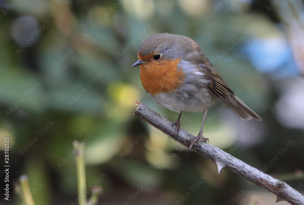 Fototapeta premium Oiseau rouge gorge hiver sur branche de rosier