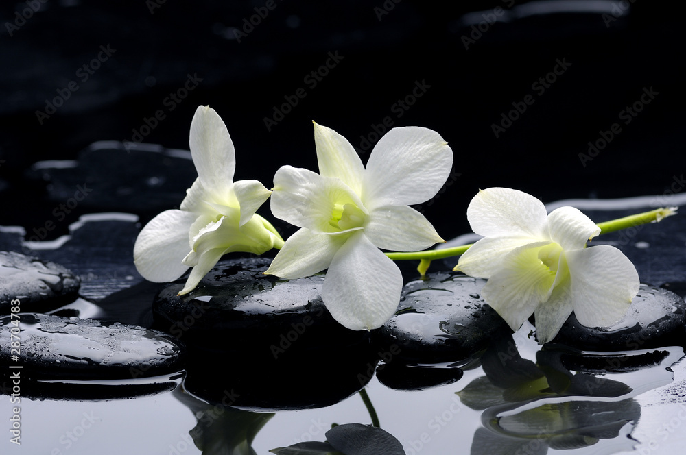 Beauty row of orchid and stone with reflection - obrazy, fototapety, plakaty 