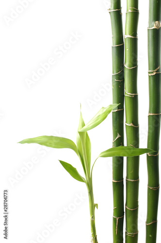 Fototapeta Naklejka Na Ścianę i Meble -  lucky bamboo isolated