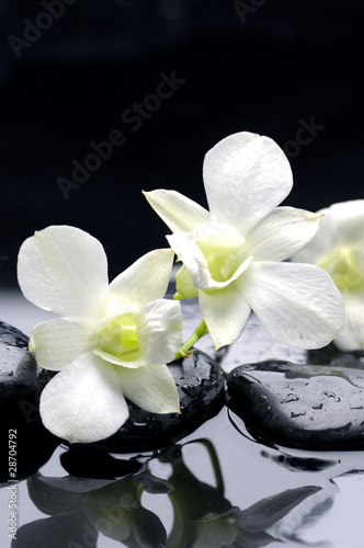 Beauty row of orchid and stone with water drops
