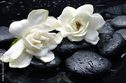 wellness and health  massage stones and gardenia flower