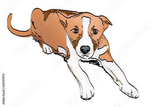 puppy