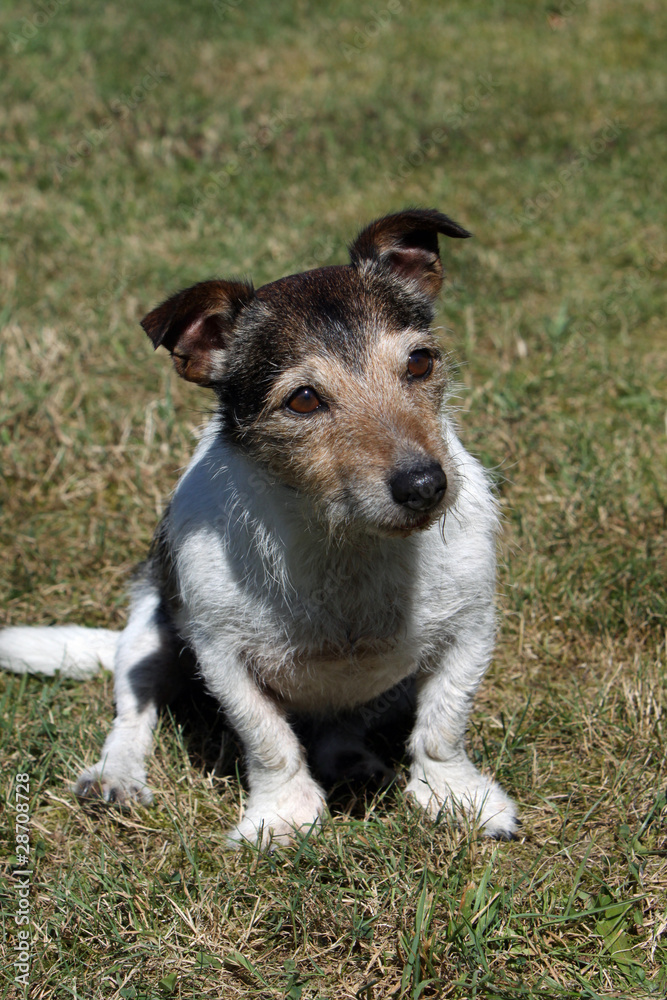 Jack Russell Terrier