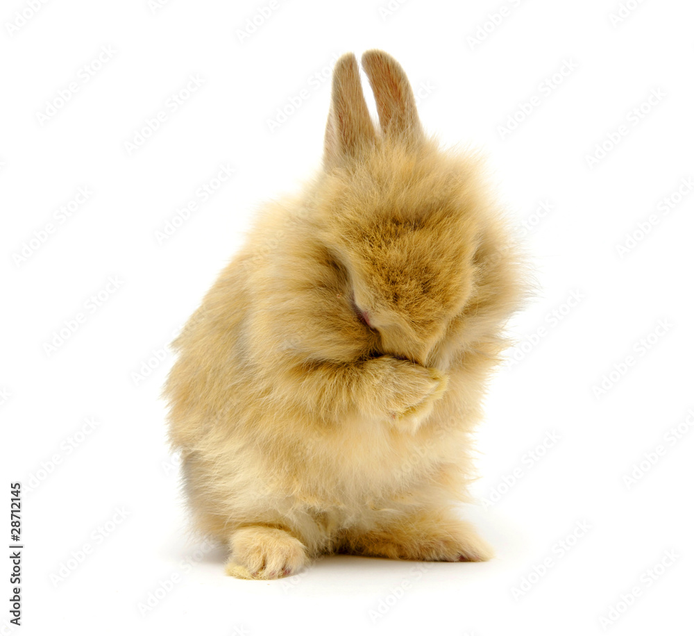rabbit cries rabbit cries