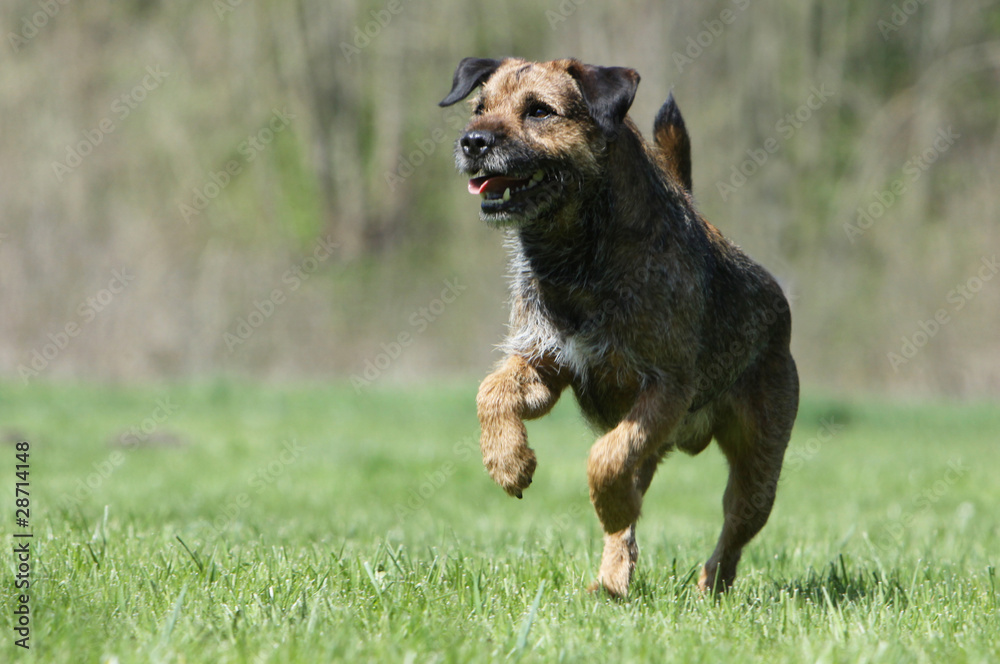 gaieté du border terrier dans le parc gaieté du border terrier dans le parc