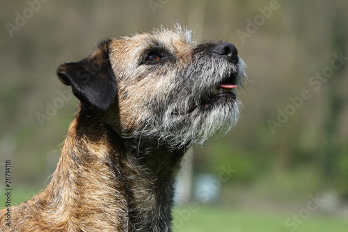 Cuadro en lienzo portrait d'un border terrier très expressif