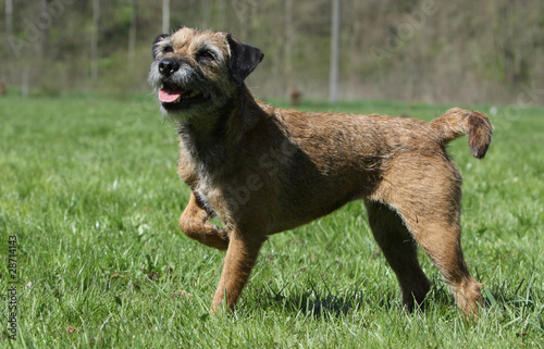 border terrier outside © Dogs