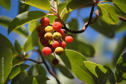 Erdbeerbaum