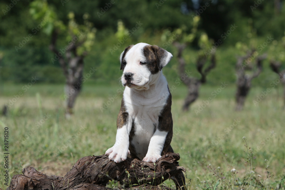 young american staffordshire terrier careful
