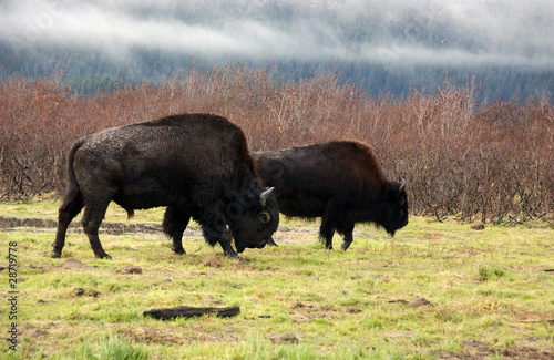Bison Grazing, Alaska