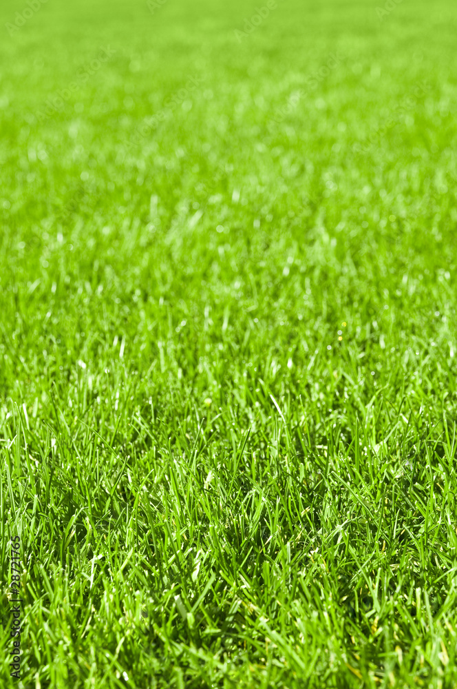 Parkrasen, Grünflächen, Rasenpflege, Gartenarbeit Parkrasen, Grünflächen, Rasenpflege, Gartenarbeit