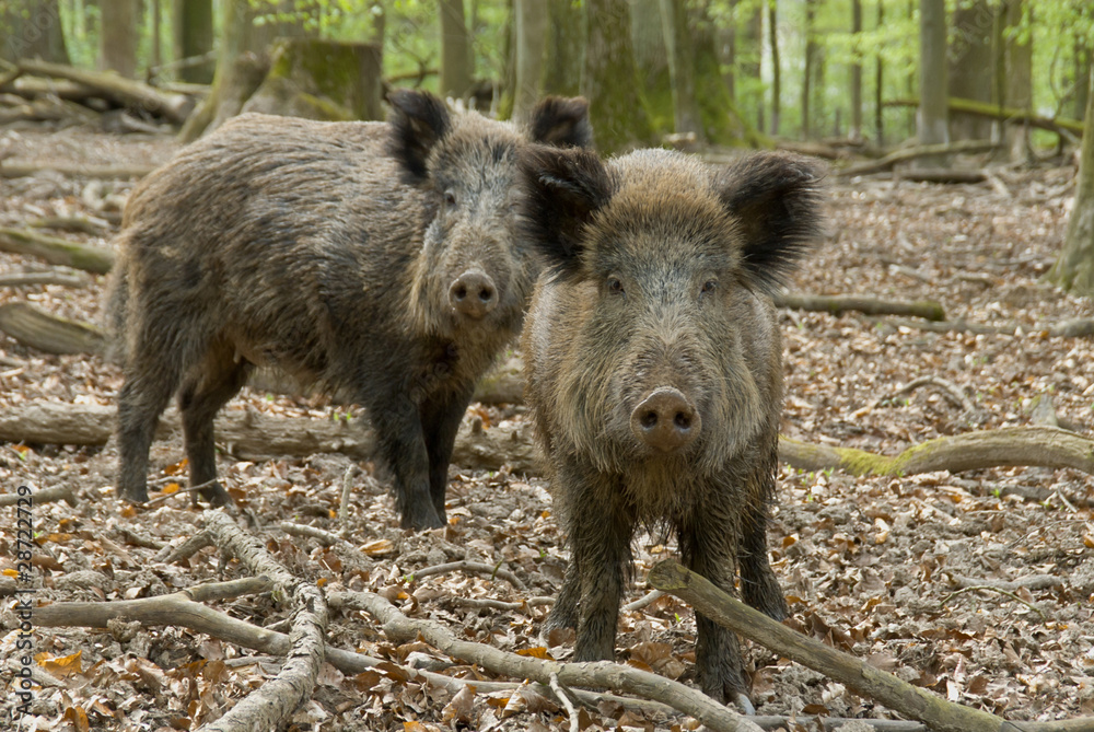 Zwei Wildschweine im Wald, schauen dich an Zwei Wildschweine im Wald, schauen dich an
