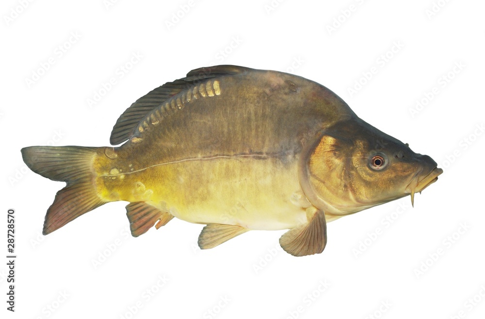 Fototapeta premium lively carp