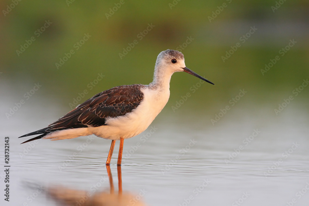 Black winged stilt Black winged stilt