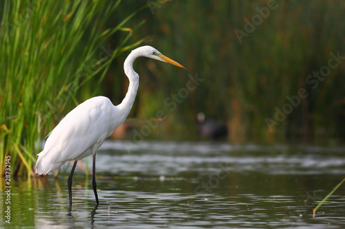 Great white egret © petergyure