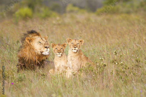 Fényképezés Young lion cubs and father
