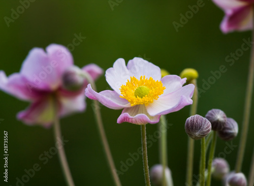Japanese anemone on green background