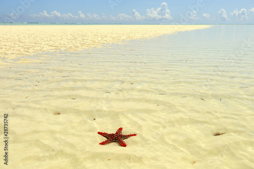 Red starfish in Zanzibar
