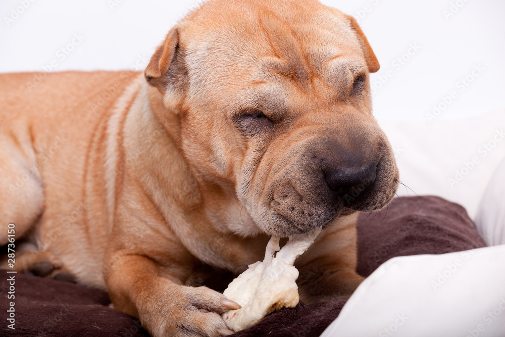 sharpei dog