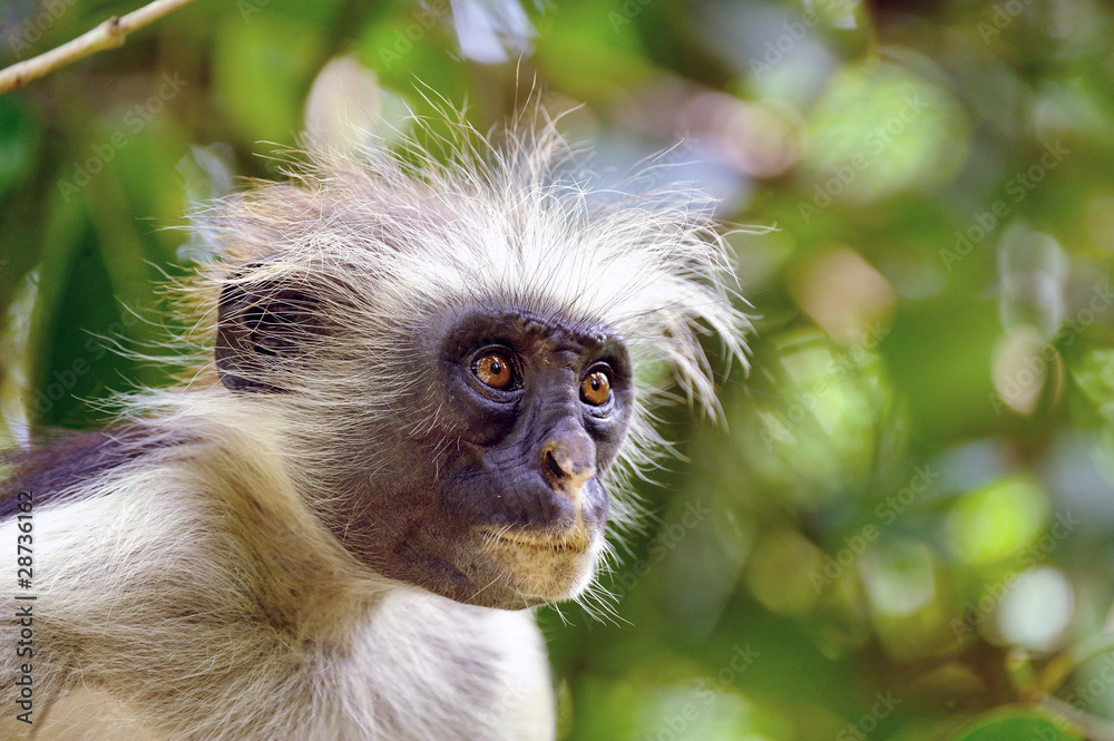 Obraz premium Zanzibar Red Colobus