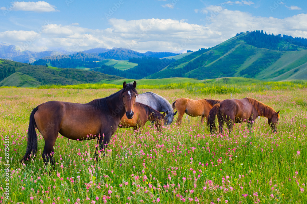 Horses are grazed on a meadow
