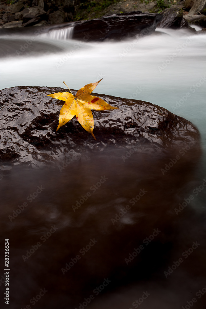 Maple fall on the stone beside the river Maple fall on the stone beside the river