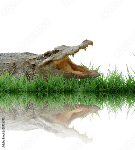 crocodile with green grass isolated