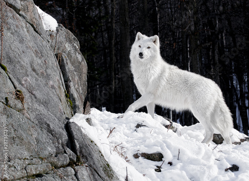 Arctic Wolf Portrait