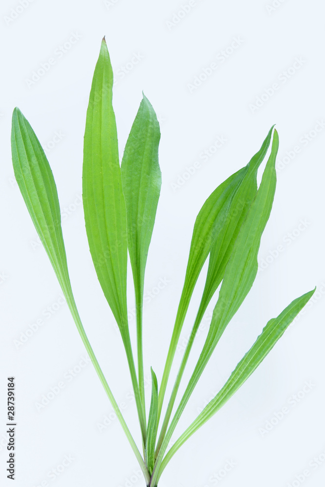 Obraz premium Plantain herb