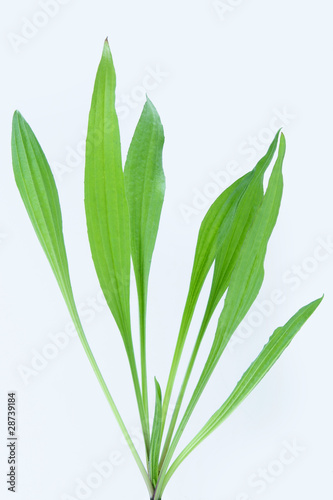 Plantain herb
