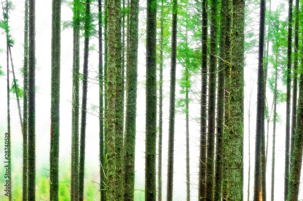 Abstract Forest Blur Background Abstract Forest Blur Background