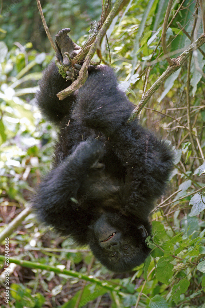 Obraz premium Mountain gorilla, Volcano National Park, Rwanda