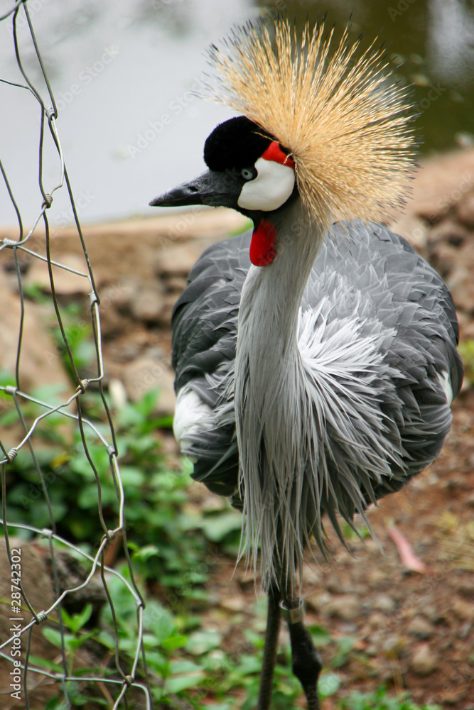 Fototapeta premium Crane Bird