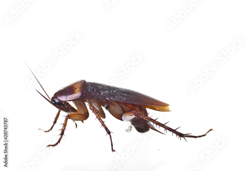 cockroach profile