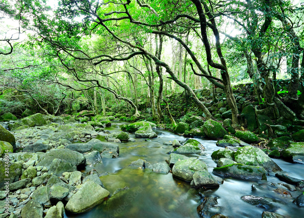 water spring in forest water spring in forest