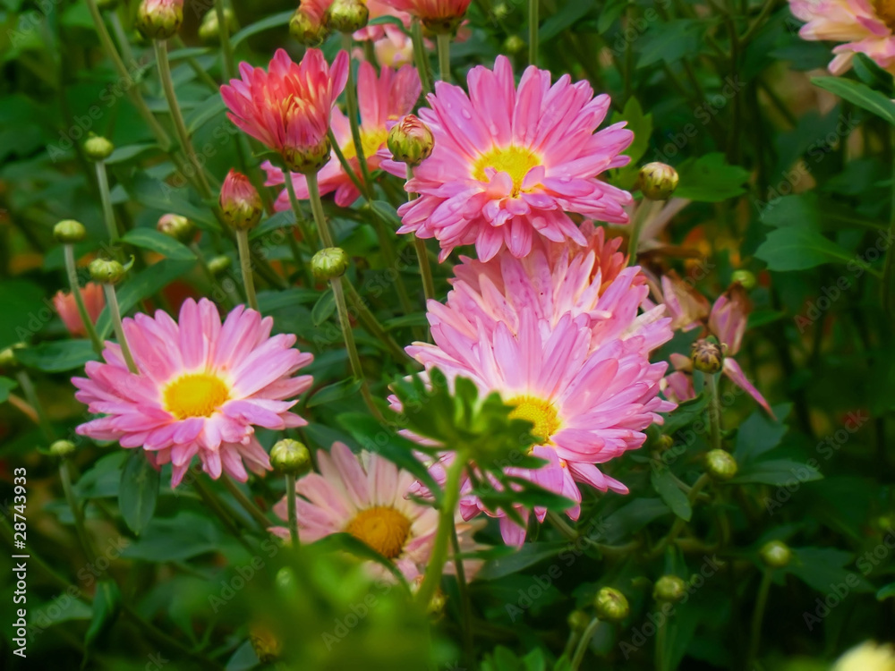 Obraz premium Pink flowers