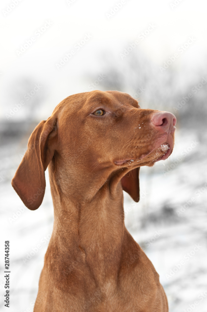 Close-up Portrait of a Vizsla Dog in Winter Close-up Portrait of a Vizsla Dog in Winter