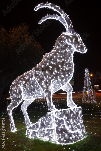 Bouquetin de lumière photo