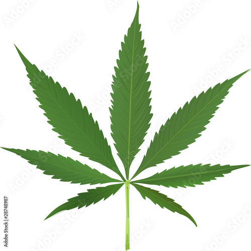 cannabis leaf vector