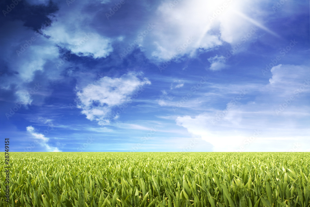 Obraz premium Wiesen Landschaft