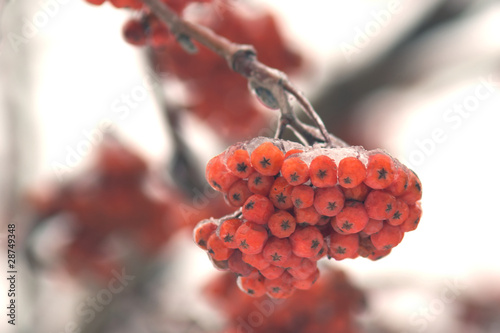 Rowan tree btanch with berries in winter closeup photo