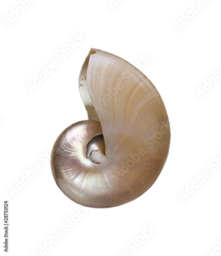 Opalescent shell nautilus isolated on white
