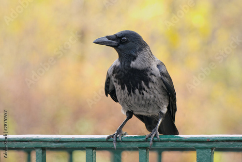 corvus cornix