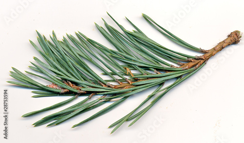 Scotch Pine photo
