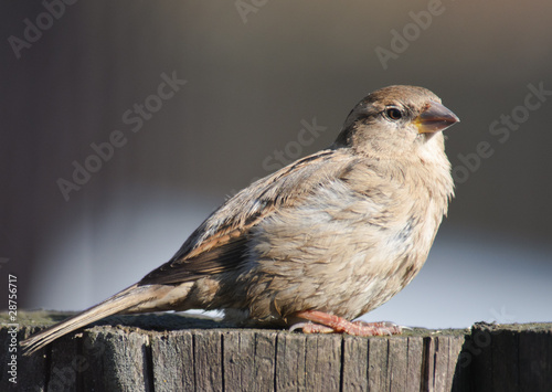 Quadro em tela female House Sparrow Passer domesticus