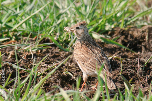 Skylark Alauda arvensis is gathering nest material in its bill © Dubults